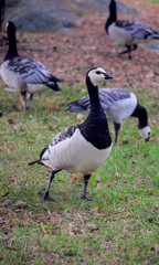 Neugierige Gans