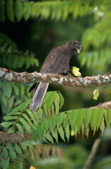 Pérroquet noir des Seychelles ,  Vasa des SeychellesSeychelles Black Parrot, Coracopsis nigra barklyi, Ile Praslin, Seychelles © JAG IMAGES