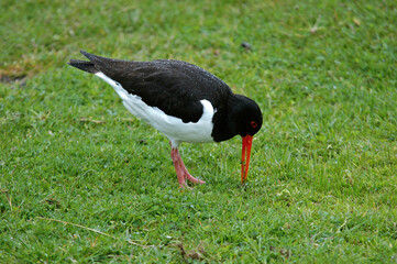 Huîtrier pie, .Haematopus ostralegus , Eurasian Oystercatcher