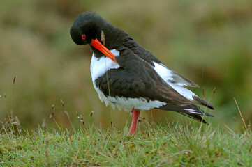 Huîtrier pie, .Haematopus ostralegus , Eurasian Oystercatcher