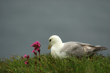 Fulmar boréal,  Pétrel fulmar, .Fulmarus glacialis, Northern Fulmar