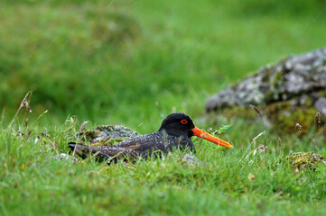 Huîtrier pie, nid,.Haematopus ostralegus , Eurasian Oystercatcher