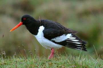 Huîtrier pie, .Haematopus ostralegus , Eurasian Oystercatcher