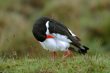 Huîtrier pie, .Haematopus ostralegus , Eurasian Oystercatcher