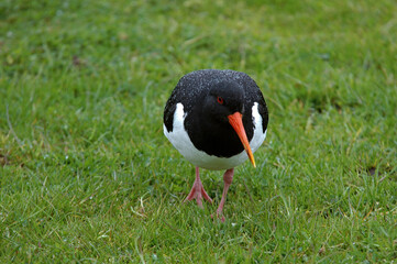 Huîtrier pie, .Haematopus ostralegus , Eurasian Oystercatcher