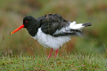 Huîtrier pie, .Haematopus ostralegus , Eurasian Oystercatcher