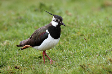 Vanneau huppé,.Vanellus vanellus, Northern Lapwing