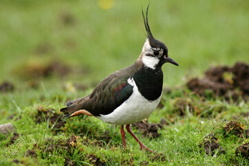 Vanneau huppé,.Vanellus vanellus, Northern Lapwing