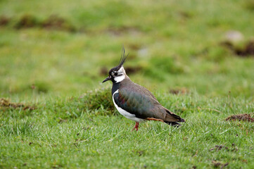 Vanneau huppé,.Vanellus vanellus, Northern Lapwing
