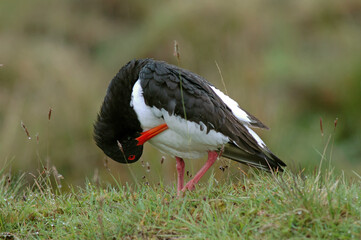 Huîtrier pie, .Haematopus ostralegus , Eurasian Oystercatcher