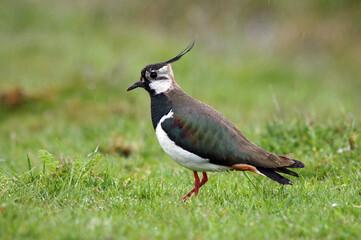 Vanneau huppé,.Vanellus vanellus, Northern Lapwing