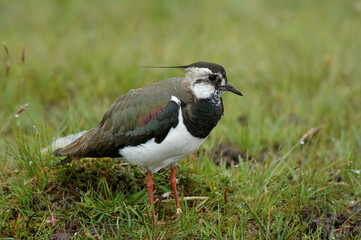 Vanneau huppé,.Vanellus vanellus, Northern Lapwing
