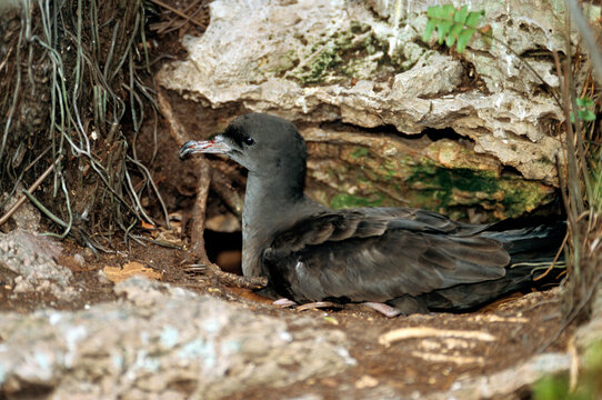 Puffin fouquet, Puffin du Pacifique,.Ardenna pacifica, Wedge-tailed Shearwater, Puffinus pacificus, Ile Cousin, Seychelles