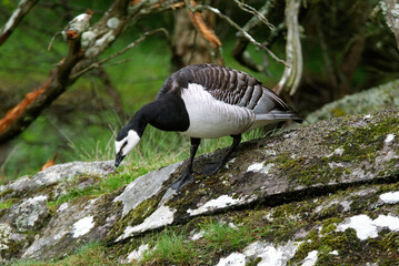 Bernache nonnette, .Branta leucopsis, Barnacle Goose