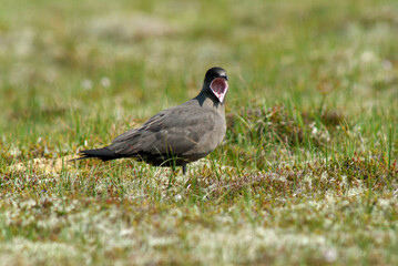 Labbe parasite,.Stercorarius parasiticus , Parasitic Jaeger