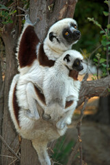 Lémurien, Propithéque de Coquerel, femelle et jeune,  Propithecus coquerili, Madagascar