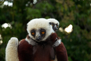 Lémurien, Propithéque de Coquerel, femelle et jeune,  Propithecus coquerili, Madagascar