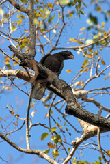 Perroquet vaza, Grand Vaza,.Coracopsis vasa madagascariensis, Greater Vasa Parrot, Madagascar