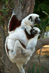 Lémurien, Propithéque de Coquerel, femelle et jeune,  Propithecus coquerili, Madagascar