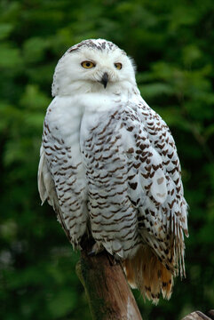 Harfang des neiges,.Bubo scandiacus, Snowy Owl