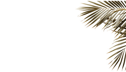 Palmtree leafes on the side of large light beige on a transparent background