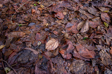 wet leaves on an autumn day