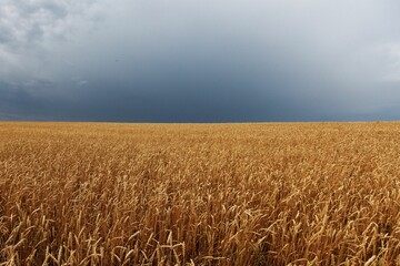 field of wheat