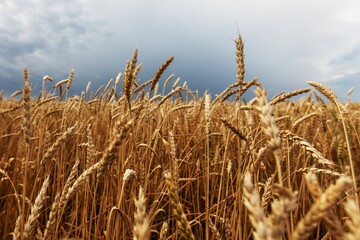 field of wheat