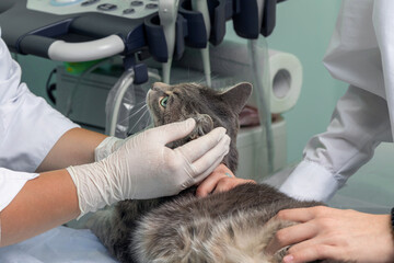 close-up of a cat in a veterinary clinic. the hands of a veterinarian in medical gloves hold a grey cat