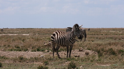 Fototapeta na wymiar wild zebra in africa savannah