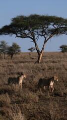 wild lion in africa savannah