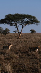 wild lion in africa savannah