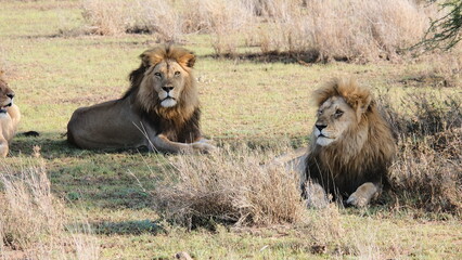 wild male lion in africa