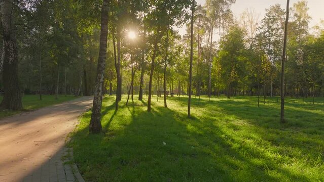 Beautiful sunlight park forest nature green summer autumn