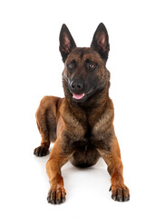 malinois in studio