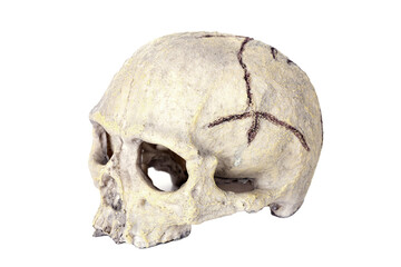 human skull toy