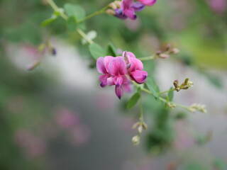 接写したハギの花