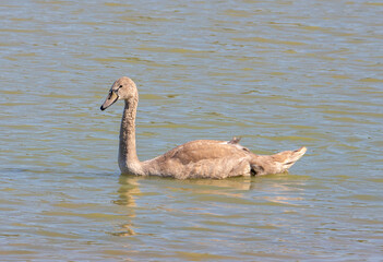 A close-up with a juvenile white swan on the lake