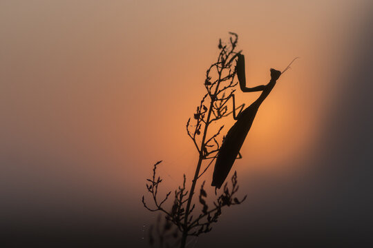 modliszka (Mantodea)