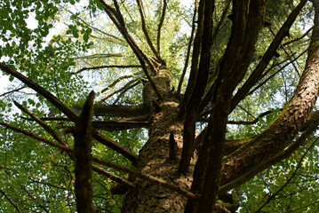 Obraz premium a beautiful larch tree in an outdoor park on a sunny autumn day