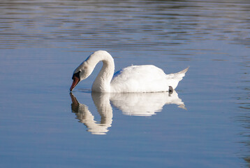 A close-up with a white swan and its reflection on the water