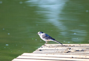 A Motacilla alba bird sitting on a pontoon at the water's edge