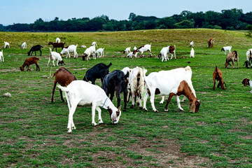 Herd of Goats in a meadow of a goat farm. Open Field.