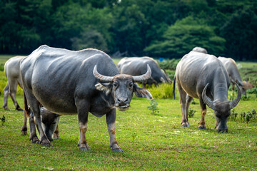 Water buffalos (Thai domestic animal) eating plants in the green meadow, Thailand.