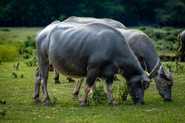 Close up of Water buffalos (Thai domestic animal) eating plants in the green meadow, Thailand.