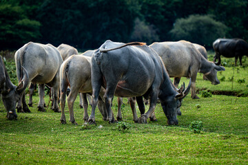 Fototapeta premium Herd of water buffalo (Thai domestic animal) in a green meadow field, Thailand.