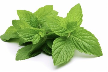 Close-Up of Fresh Green Mint Leaf in Isolated Background. Perfect for Aroma, Healthy and Fragrant Ingredient, Herb, Gardening and Garden Concepts