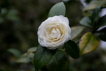 White camellia flowers in the garden close up