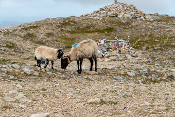 Naklejka premium Grazing sheep in foreground. View from Croagh Patrick - important site of pilgrimage in County Mayo, Ireland
