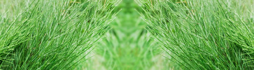 stems quisetum arvense, field horsetail or common horsetail in a meadow in summer among medicinal herbs in an ecologically clean region - obrazy, fototapety, plakaty